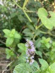 Halictidae