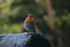 Erithacus rubecula