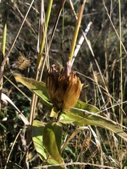 Gentiana alba