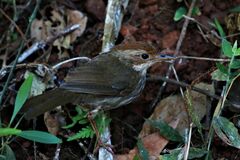 Pellorneum ruficeps