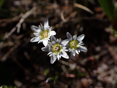 Gentiana douglasiana