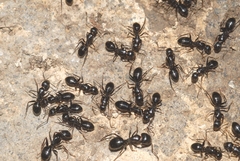 Camponotus aethiops