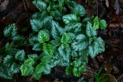 Lamium galeobdolon argentatum