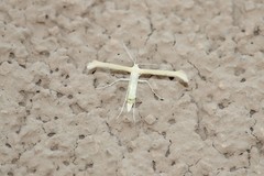 Hellinsia homodactylus