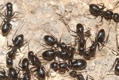 Camponotus aethiops