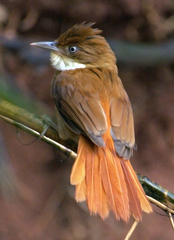 White-Eyed Foliage-Gleaner photo 2