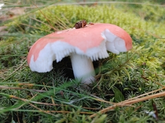 Russula silvicola