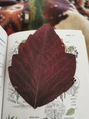 Acer negundo