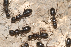 Camponotus aethiops