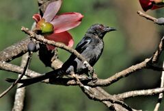 Dicrurus leucophaeus