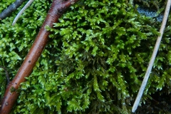 Bryopsida