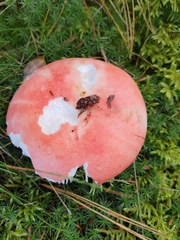 Russula silvicola