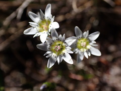 Gentiana douglasiana