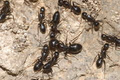Camponotus aethiops