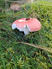 Russula silvicola