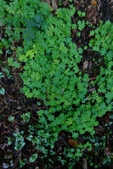 Geranium macrorrhizum