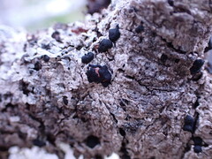 Mycoblastus sanguinarius