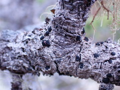 Mycoblastus sanguinarius