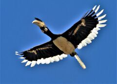 Anthracoceros coronatus