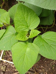 Ageratina petiolaris
