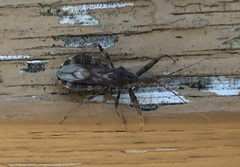 Acholla multispinosa