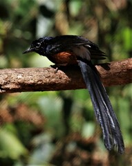 Copsychus malabaricus