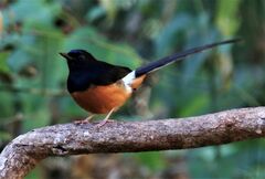 Copsychus malabaricus