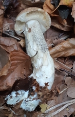 Leccinum