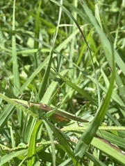 Conocephalus cinereus