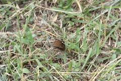 Junonia natalica natalica