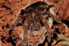 Thrigmopoeus truculentus