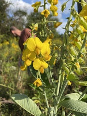 Crotalaria spectabilis