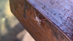 Arachosia praesignis