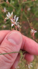 Oenothera filiformis