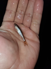 Semotilus corporalis