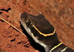 Cyrtodactylus deccanensis