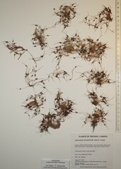 Cyperus subsquarrosus