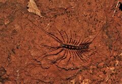 Scutigeromorpha