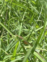 Conocephalus cinereus