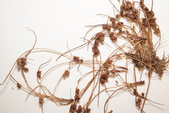 Cyperus subsquarrosus