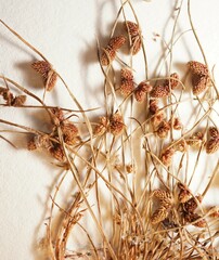 Cyperus subsquarrosus