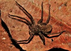 Heteropoda jugulans