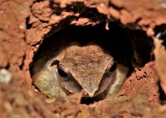 Pseudophilautus amboli