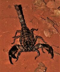 Deccanometrus