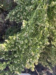 Baccharis pilularis