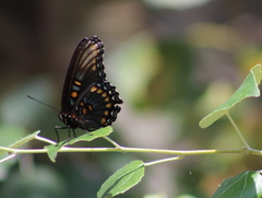 Limenitis arthemis arizonensis