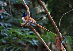 Terpsiphone paradisi