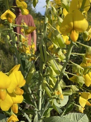 Crotalaria spectabilis