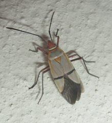 Dysdercus intermedius