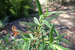 Cistus monspeliensis